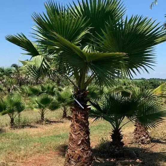 خدمات نخيل الدمام